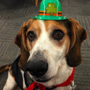 Finn in his St Patty's costume