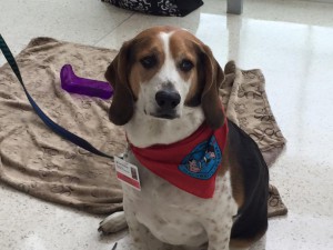 Our favorite Fur-Nurse, therapy dog Finn!