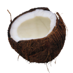 coconut