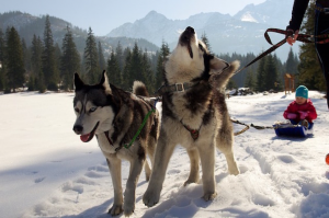 huskies