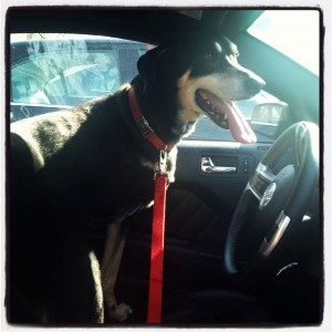 May is National Pet Cancer Awareness Month