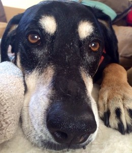 May is National Pet Cancer Awareness Month