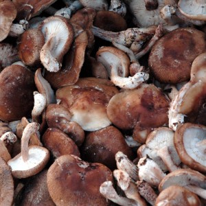 mushrooms