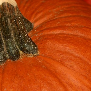 pumpkin