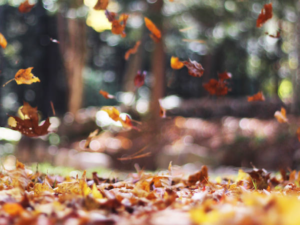 seasons-pic